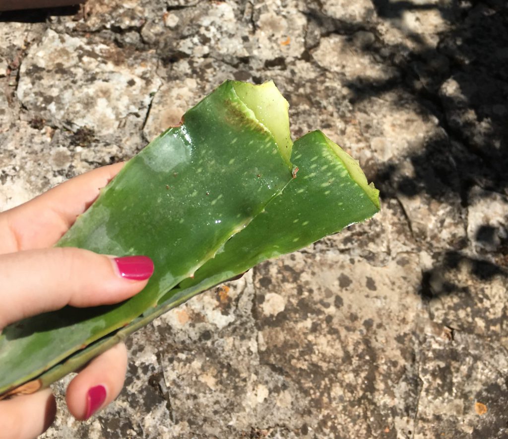 Aloe barbadensis leaf